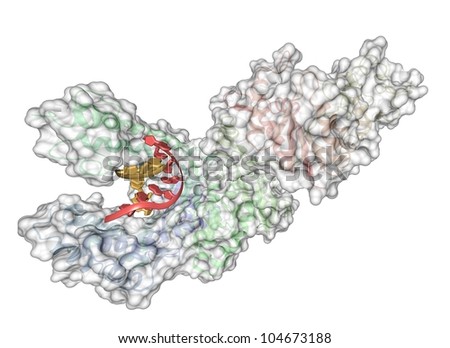 Taq Polymerase; Taq DNA Polymerase