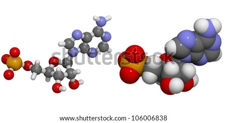 Amp Molecule