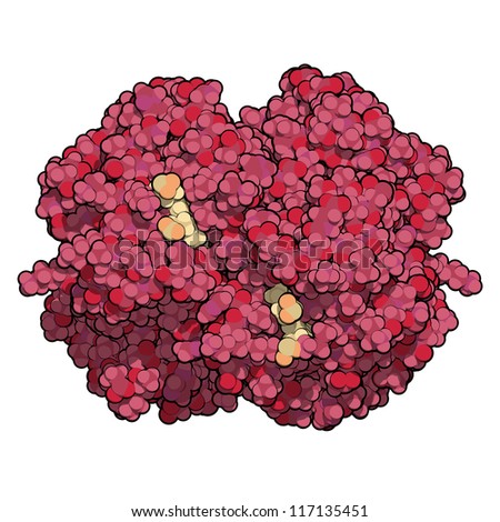 Hemoglobin (haemoglobin, Hb) blood protein, chemical structure. Hb is found in red blood cells and makes oxygen transport by blood possible.