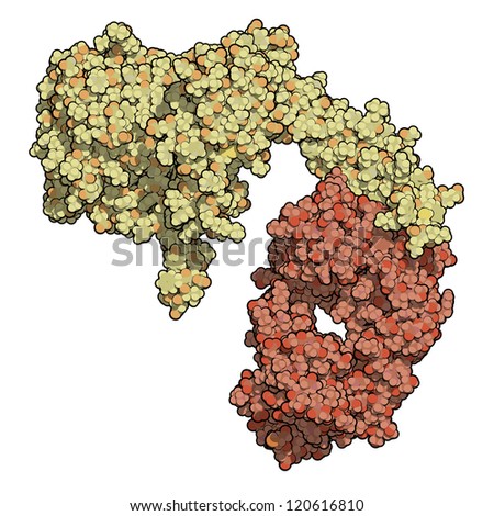 Human Epidermal Growth Factor Receptor 2 (Her2, Neu, CD340 - extracellular part) with a fragment of trastuzumab bound.