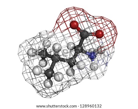 Leucine (Leu, L) amino acid, molecular model. Amino acids are the building blocks of all proteins. Atoms are represented as spheres with conventional color coding: hydrogen (white), carbon (grey), etc