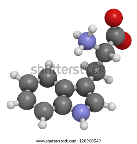 Tryptophan (Trp, W) amino acid, molecular model. Amino acids are the building blocks of all proteins. Atoms are represented as spheres with conventional color coding: hydrogen (white), etc