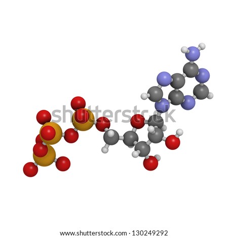 Adenosine triphosphate (ATP) energy transport molecule, chemical structure. ATP is the main energy transport molecule in most organisms. Atoms are represented as spheres