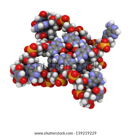 Telomere: structure of human telomeric DNA. Atoms are represented as spheres with conventional color coding: hydrogen (white), carbon (grey), oxygen (red), nitrogen (blue), phosphorus (orange).