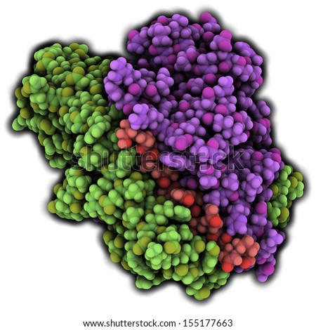 MHC II immune system protein with deamidated gluten peptide bound. Important in celiac disease (gluten sensitive enteropathy). Atoms are represented as spheres. Colored per chain.
