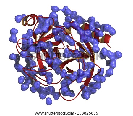 Trypsin digestive enzyme molecule (human). Enzyme that contributes to the digestion of proteins in the digestive system. Protein secondary structure cartoon representation (red). Water as surface rep.