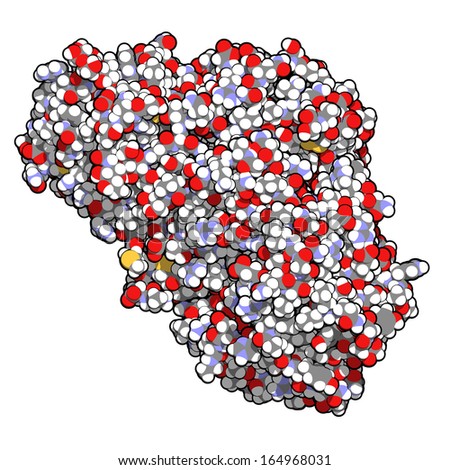 Ricin castor bean plant poisonous protein, chemical structure. Atoms shown as spheres with conventional color coding: hydrogen (white), carbon (grey), oxygen (red), nitrogen (blue), sulfur (yellow).