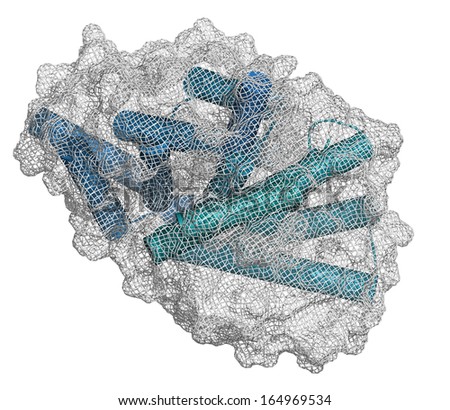 Cat allergen (Fel d 1) protein. Major cause of allergy to cats. Cartoon & surface mesh representation. Secondary structure coloring.