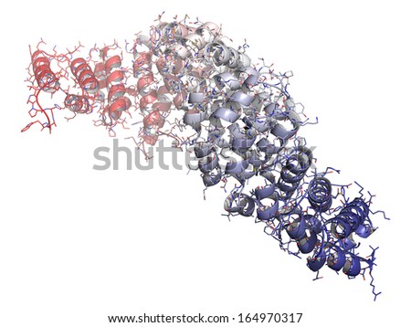 Beta-catenin (armadillo and C-terminal domain) protein. Corresponding CTNNB1 gene is a proto-oncogene. Cartoon & wire representation. Chain gradient coloring.