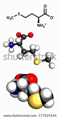 Methionine (Met, M) amino acid molecule. Amino acids are the building blocks of all proteins. Three representations: 2D skeletal formula, 3D ball-and-stick model, 3D space-filling model.