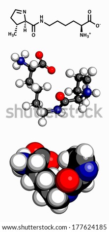 Pyrrolysine (Pyl, O) amino acid molecule. Amino acids are the building blocks of all proteins. Three representations: 2D skeletal formula, 3D ball-and-stick model, 3D space-filling model.
