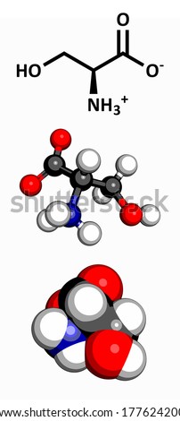 Serine (Ser, S) amino acid, molecular model. Amino acids are the building blocks of all proteins. Three representations: 2D skeletal formula, 3D ball-and-stick model, 3D space-filling model.
