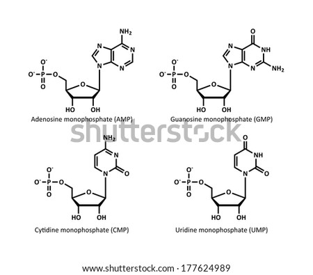 RNA building block structures (ribonucleotides). Pictured are the monophosphates of adenosine, guanosine, cytidine and uridine.
