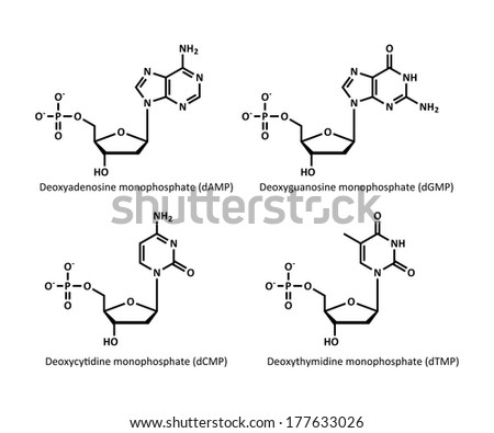 DNA building block structures (deoxynucleosides). Skeletal formulae of deoxyribonucleosides, the building blocks of DNA. Pictured are deoxyadenosine, deoxyguanosine, deoxycytidine and deoxythymidine.