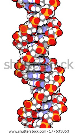 DNA molecular structure. Main carrier of genetic information in all organisms. The DNA shown here is part of a human gene and is shown as a linear double helix.