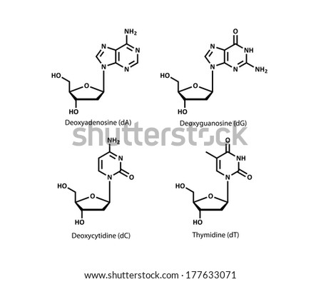 DNA building block structures (deoxynucleosides). Skeletal formulae of deoxyribonucleosides, the building blocks of DNA. Pictured are deoxyadenosine, deoxyguanosine, deoxycytidine and deoxythymidine.
