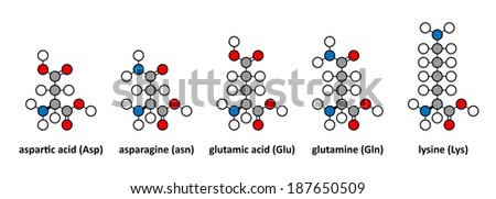 Aspartic acid; asparagine; glutamic acid; glutamine and lysine amino acids. Stylized 2D renderings.