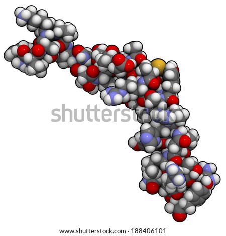 Neuropeptide Y (NPY) molecule. Neurotransmitter peptide that plays an important role in food intake. Atoms are represented as spheres with conventional color coding: hydrogen (white), etc