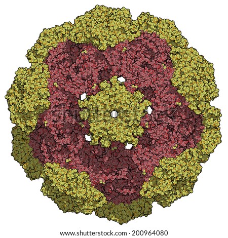 Human papillomavirus (HPV) 16. HPV causes skin and genital warts and a number of cancers, including cervical cancer. Atomic-level structure.