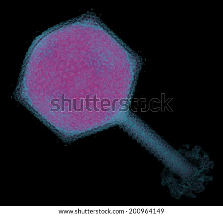 Bacteriophage (Pseudomonas bacteriophage phiKZ). Phages are bacteria-infecting viruses and may be useful as alternatives to antibiotics. Visualization of electron microscopy density map data.