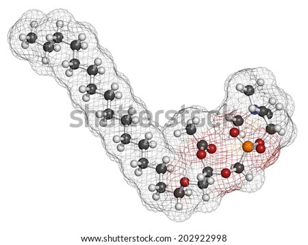 Platelet-activating factor molecule. Plays role in thrombosis, inflammation, etc. Atoms are represented as spheres with conventional color coding: hydrogen (white), carbon (grey), oxygen (red), etc