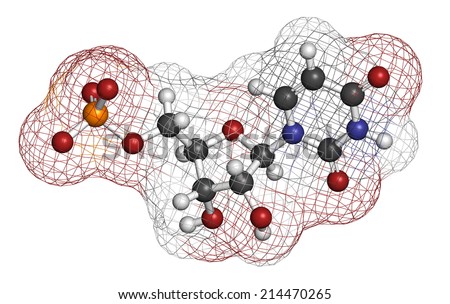 Uridine monophosphate (UMP, uridylic acid) nucleotide molecule. Building block of RNA. Atoms are represented as spheres with conventional color coding: hydrogen (white), carbon (grey), etc
