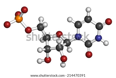 Uridine monophosphate (UMP, uridylic acid) nucleotide molecule. Building block of RNA. Atoms are represented as spheres with conventional color coding: hydrogen (white), carbon (grey), etc
