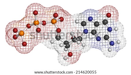 Deoxyguanosine triphosphate (dGTP) nucleotide molecule. DNA building block. Atoms are represented as spheres with conventional color coding: hydrogen (white), carbon (grey), nitrogen (blue), etc