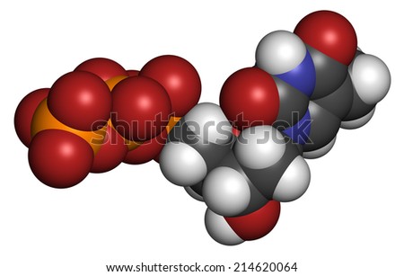 Thymidine triphosphate (TTP) nucleotide molecule. DNA building block. Atoms are represented as spheres with conventional color coding: hydrogen (white), carbon (grey), nitrogen (blue), etc