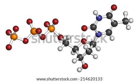 Thymidine triphosphate (TTP) nucleotide molecule. DNA building block. Atoms are represented as spheres with conventional color coding: hydrogen (white), carbon (grey), etc