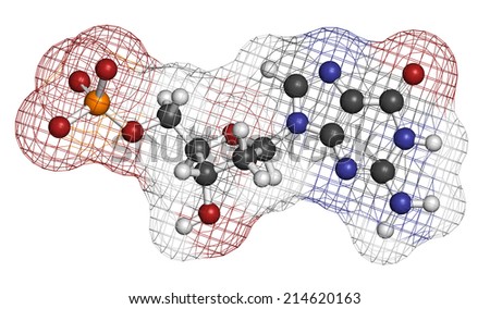 Deoxyguanosine monophosphate (dGMP) nucleotide molecule. DNA building block. Atoms are represented as spheres with conventional color coding: hydrogen (white), carbon (grey), nitrogen (blue), etc
