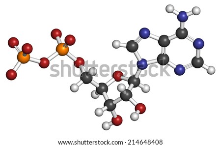 Adenosine diphosphate (ADP) molecule. Plays essential role in energy use and storage in the cell. Atoms are represented as spheres with conventional color coding: hydrogen (white), etc