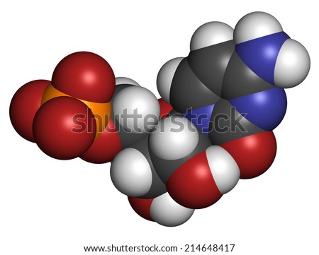 Cytidine monophosphate (CMP, cytidylate) RNA building block molecule. Atoms are represented as spheres with conventional color coding: hydrogen (white), carbon (grey), nitrogen (blue), etc