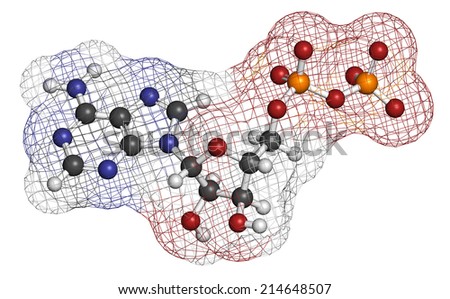 Adenosine diphosphate (ADP) molecule. Plays essential role in energy use and storage in the cell. Atoms are represented as spheres with conventional color coding.
