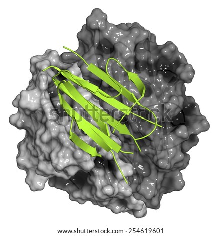Adiponectin protein hormone. Plays role in regulation of metabolism. Two chains shown as surface model (grey), one chain shown as cartoon model (green).