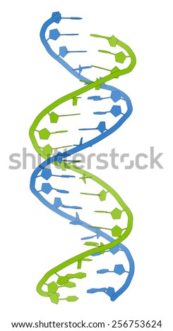 DNA molecular structure. Main carrier of genetic information in all organisms. The DNA shown here is part of a human gene and is shown as a linear double helix. Blue/green cartoon model.