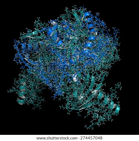 Ebola virus glycoprotein (GP), molecular structure. Occurs as spikes on ebola virus surface; target for vaccine development. Cartoon + line model; Envelope GP1 shaded teal, GP 2 shaded blue.