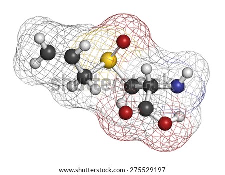 Alliin garlic molecule. Atoms are represented as spheres with conventional color coding: hydrogen (white), carbon (grey), oxygen (red), sulfur (yellow).