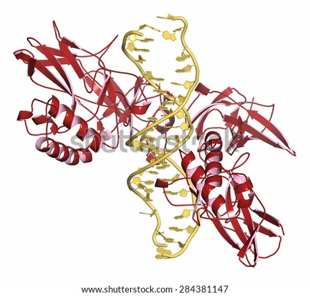 NF-kB (nuclear factor kappa-light-chain-enhancer of activated B cells) protein complex. Plays a role in cancer and inflammation. Cartoon representation.