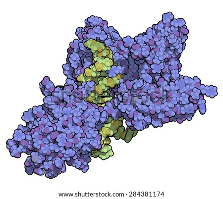 NFAT1 (Nuclear factor of activated T-cells, cytoplasmic 2, NFATC2) protein. DNA binding protein implicated in breast cancer metastasis. Atoms are represented as color-coded spheres.