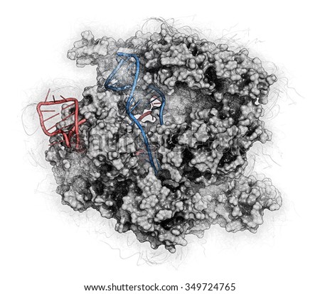 CRISPR-CAS9 gene editing complex from Streptococcus pyogenes. The Cas9 nuclease protein uses a guide RNA sequence to cut DNA at a complementary site. Stylized image. RNA shaded red, DNA blue.