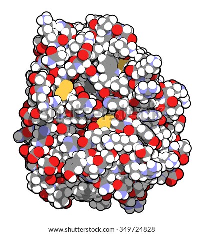Trypsin digestive enzyme molecule (human). Enzyme that contributes to the digestion of proteins in the digestive system. Atoms are represented as spheres with conventional color coding.