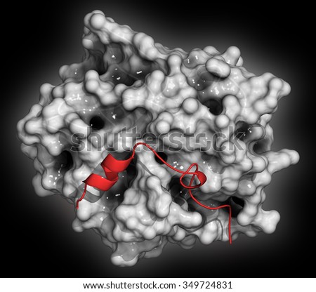 Thrombin blood-clotting enzyme: Human alpha-thrombin molecule is a key protein in the blood coagulation cascade. Converts soluble fibrinogen into insoluble fibrin.