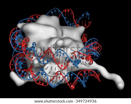 Nucleosome, molecular model. The nucleosome consists of a DNA double helix wrapped around a core of histone proteins. Histone protein: smooth molecular surface model; DNA: cartoon model.