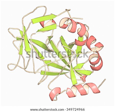 Thrombin blood-clotting enzyme: Human alpha-thrombin molecule is a key protein in the blood coagulation cascade. Converts soluble fibrinogen into insoluble fibrin.