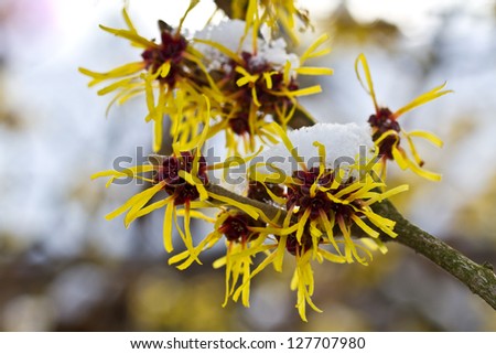 Snow covered Hamamelis mollis - Witch-hazel blossoms in winter