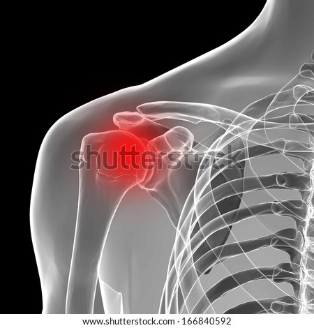 Shoulder / Scapula / Clavicle - Anatomy Bones isolated on schwarz