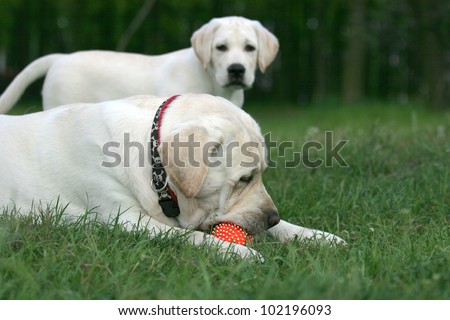 two yellow labradors (adult and puppy) playing with an orange ball