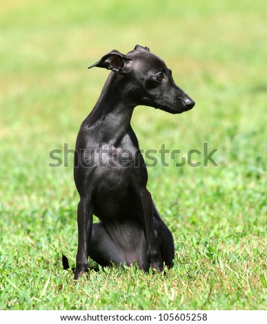 A Black Puppy Purebred Italian Greyhound Stock Photo 105605258