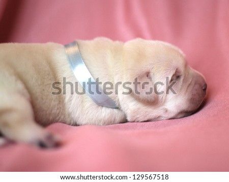 newborn yellow labrador puppy sleeping on pink background